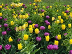 BIG KAHUNA'S PHOTOS OF Amsterdam Tulips