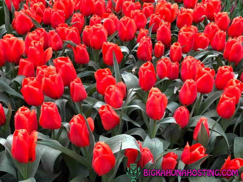 57101543 134194010978708 8328406310995361792 n