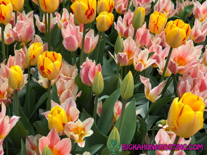 57133766 134196520978457 2002606021624725504 n