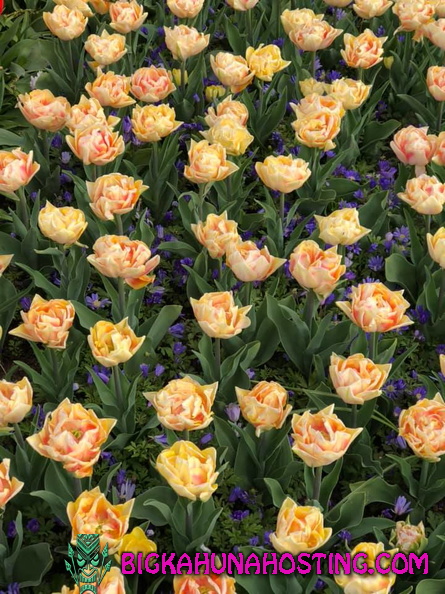 57180164 134192690978840 7188948236076318720 n