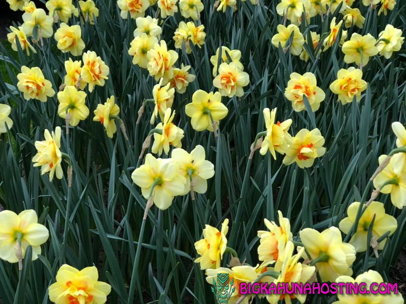 57187622 134195180978591 3774635216430170112 n