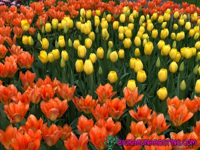 57190398 134195890978520 2366757190343065600 n