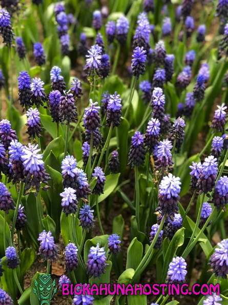 57226442 134196604311782 3479621922981937152 n