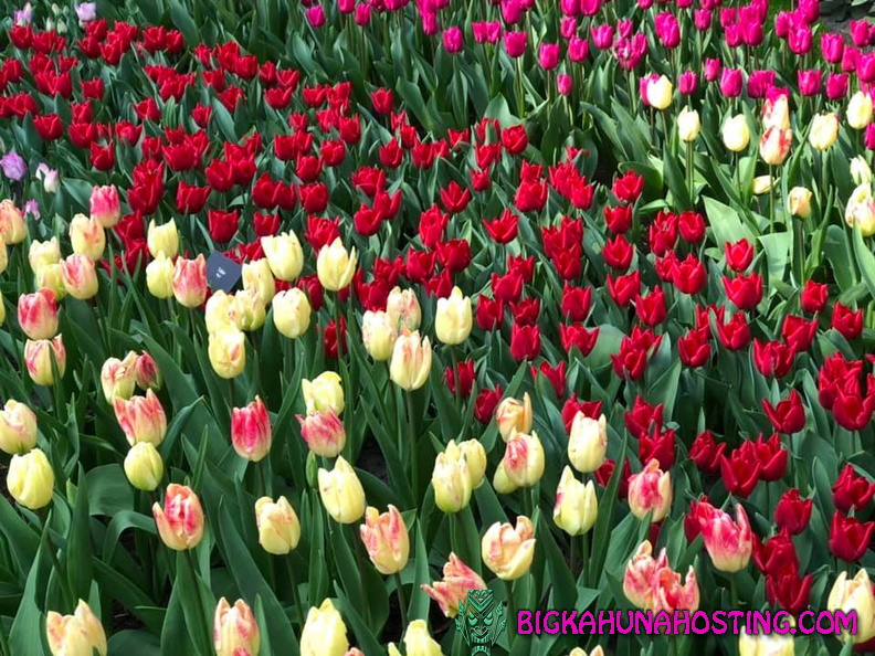 57429676 134194520978657 3788267111915192320 n