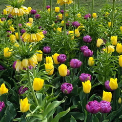 BIG KAHUNA'S PHOTOS OF Amsterdam Tulips